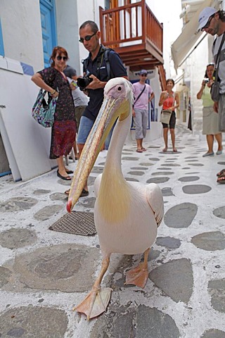 Pelican Petros IV., Mykonos town, Mykonos island, Cyclades, Aegean Sea, Greece, Europe