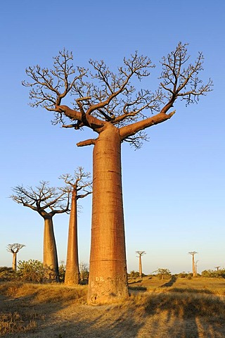 Baobab alley (Adansonia grandidieri), in the evening light, Morondava, Madagascar, Africa