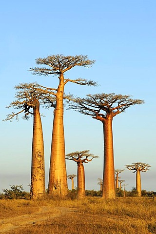 Baobab Alley, Grandidier's Baobab (Adansonia grandidieri), during magic hour, Morondava, Madagascar, Africa