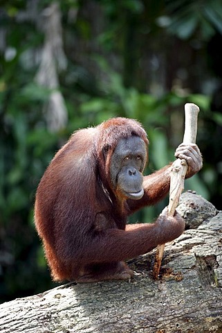 Borneo Orangutan (Pongo pygmaeus), Asia