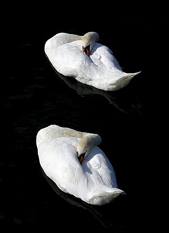 Sleeping pair of Mute Swan (Cygnus olor)