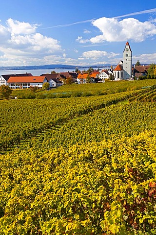 Autumn mood at Lake Constance near Hagnau in the vineyards of Baden-Wuerttemberg, Germany, Europe