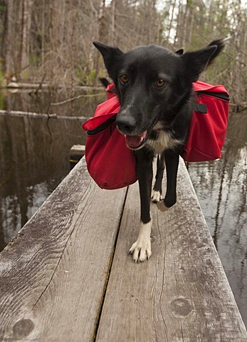 Pack dog, sled dog, Alaskan Husky, carrying dog packs, backpacks, wooden boardwalk, swamp, Chilkoot Trail, Chilkoot Pass, Alaska, USA