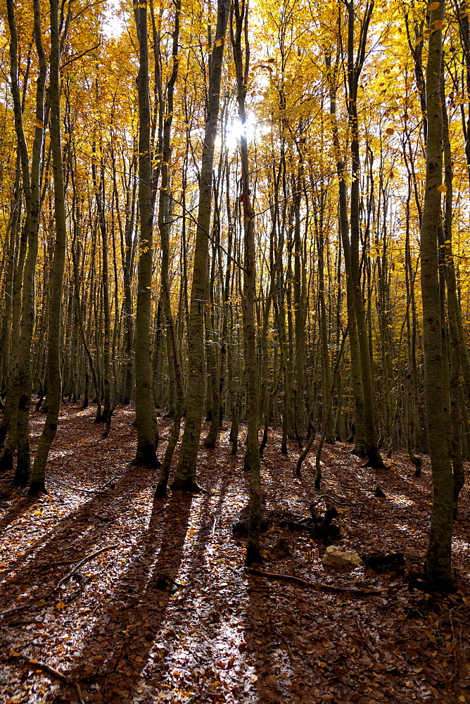 Forest with Indian summer colouring, beech forest