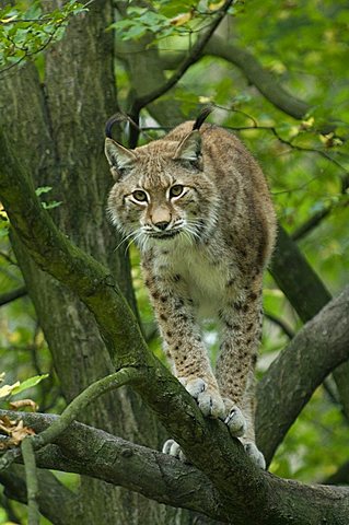 Eurasian Lynx (Felis lynx, Lynx lynx) in a tree, Knuell Zoo, northern Hesse, Germany, Europe