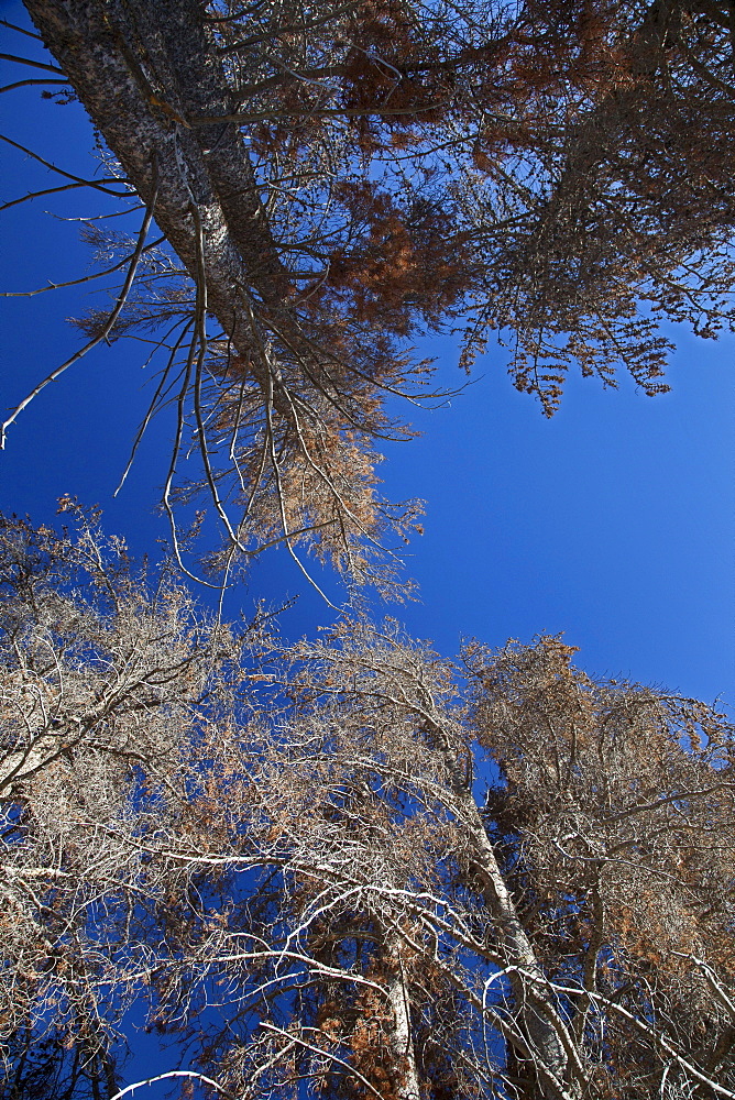 Pine trees killed by an outbreak of mountain pine beetles which killed millions of acres of pine trees in the American west; scientists expect the problem to worsen due to global warming, because very cold weather is needed to kill the beetles, Grand Lake