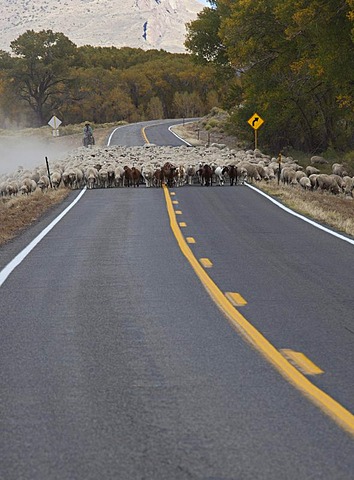 A shepherd moves a flock of sheep and a few goats along a highway to a winter pasture in Colorado's San Luis Valley, Manassa, Colorado, USA, America