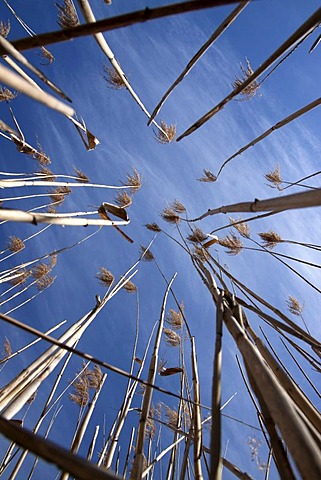 Common Reed (Phragmites australis) at a pond in front of the spring sky, Baden-Wuerttemberg, Germany, Europe