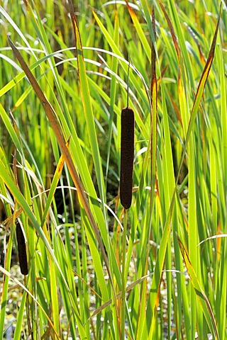 Common Bulrush, Broadleaf Cattail, Common Cattail (Typha latifolia)