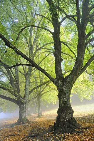 Large-leaved Linden or Large-leaved Lime (Tilia platyphyllos), avenue in late summer