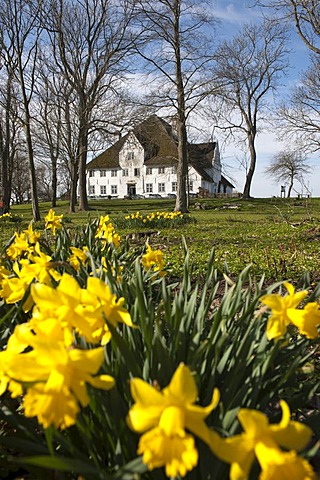 The "Rote Haubarg", a former big farmer's house, now a restaurant, cafe and museum, Witzwort, North Friesland, Schleswig-Holstein, northern Germany, Europe