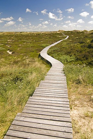 Boardwalk and dunes, Amrum, North Frisia, Schleswig-Holstein, Germany, Europe