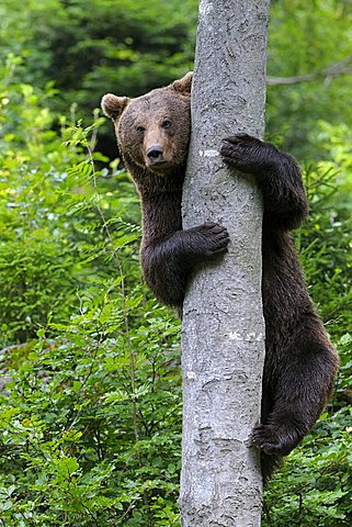 American Brown Bear (Ursus arctos), climbing a tree, compound, national park, Bavarian Forest, Bavaria, Germany, Europe