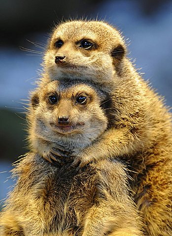 Meerkats or Suricates (Suricata suricatta)