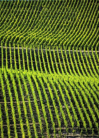 Vineyards in the romantic Middle Rhine Valley, UNESCO World Heritage Site, Rhineland-Palatinate, Germany, Europe