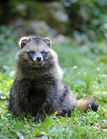 Raccoon Dog (Nyctereutes procyonoides)