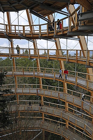 View into the tree tower of the tree top path in the Nationalpark Bayrischer Wald National Park Bavarian Forest, Bavaria, Germany, Europe