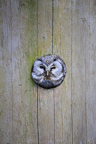 Boreal Owl or Tengmalm's Owl (Aegolius funereus), looking out of nest cave