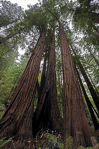 Vegetation and Coastal Redwoods (Sequoia sempervirens), Muir Woods National Park, California, USA, North America