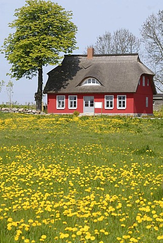 Field of dandelion in front of a red house on Ruegen, Mecklenburg-West Pomerania, Germany, Europe