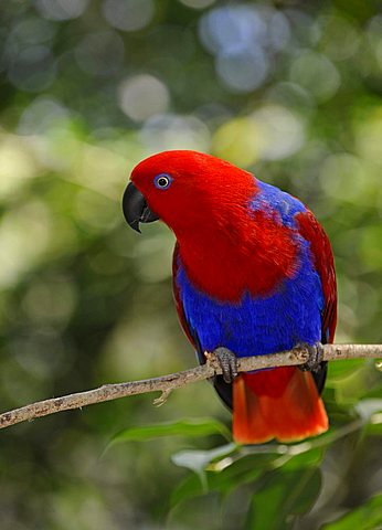 Eclectus Parrot Eclectus roratus), female, Australia