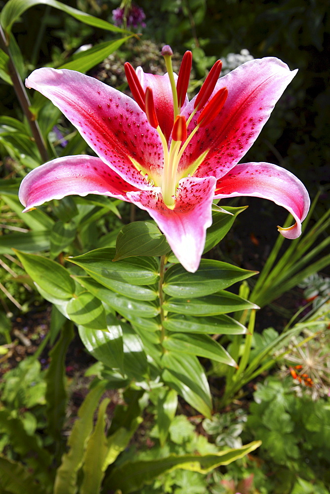 Lily (Lilium), Mille Fleurs Garden, garden landscape, St. Peter's, Guernsey, Channel Islands, Europe