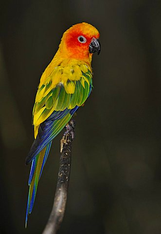 Sun Parakeet, Sun Conure (Aratinga solstitialis), South America