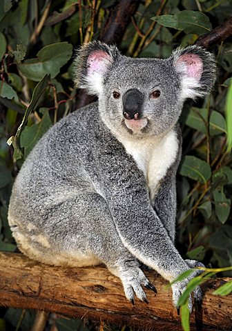 Koala (Phascolarctos cinereus) in eucalypt tree (Eucalyptus), Queensland, Australia