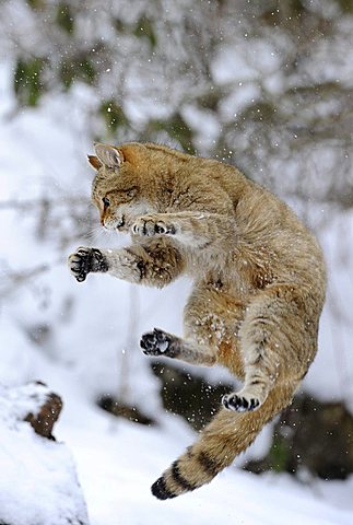 Wildcat (Felis silvestris), juvenile in winter, jumping