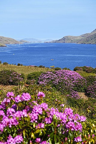 Rhododendron shrubs on the Killary Harbour, Connemara, County Galway, Republic of Ireland, Europe