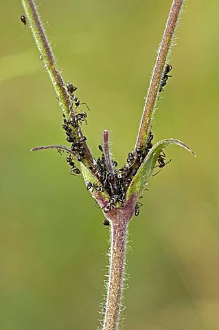 ants breed aphids for feed