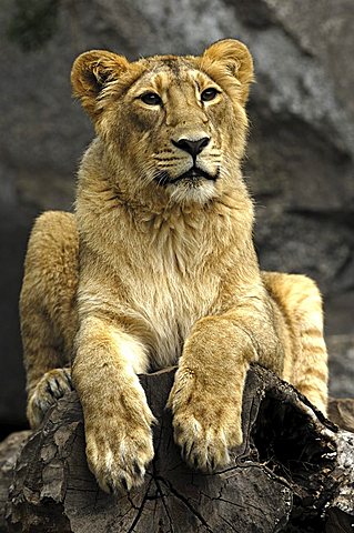 Lion, Panthera leo