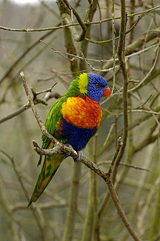 lory , Trichoglossus haematodus caeruleiceps