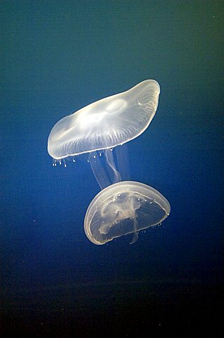 Jelly fish, Aurelia aurita