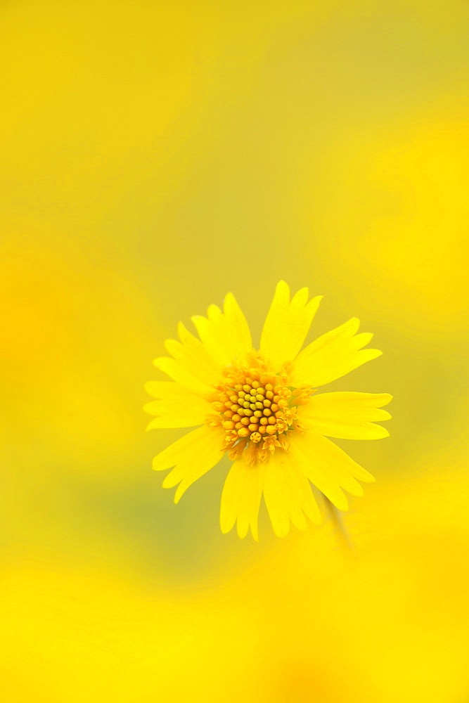 Huisache Daisy (Amblyolepis setigera), blooming, Fennessey Ranch, Refugio, Corpus Christi, Coastal Bend, Texas Coast, USA