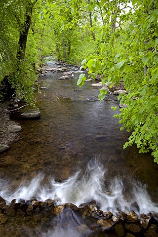 Creek in a green spring forest in Dreisamtal Valley, Black Forest, Baden-Wuerttemberg, Germany, Europe