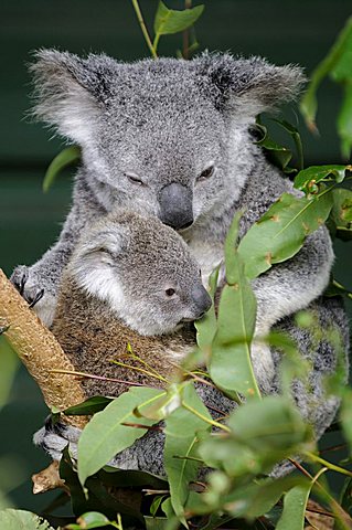 Koala (Phascolarctos cinereus), mother with young, Queensland, Australia