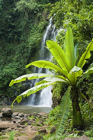 Wild banana (Musa ssp) growing at a waterfall in Marangu, Kilimanjaro region, Tanzania, Africa