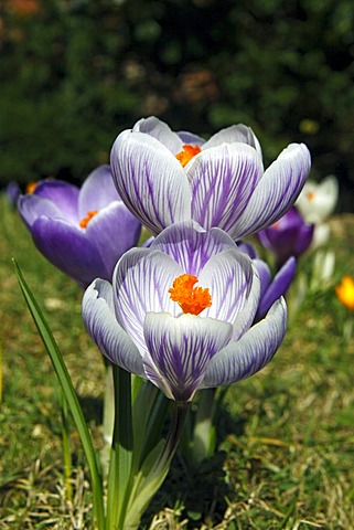 Flowering Dutch or Spring crocuses, croci (Crocus vernus, hybrids)