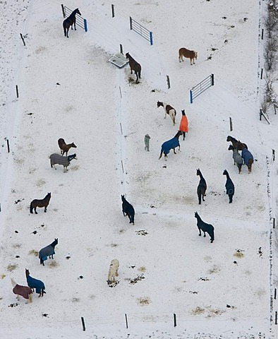 Aerial photo, horses in the snow, horse ranch, Kettwig, Essen, Ruhr area, North Rhine-Westphalia, Germany, Europe