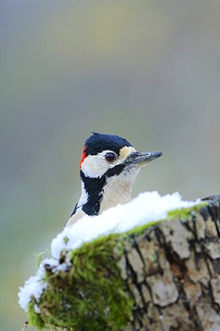 Great Spotted Woodpecker (Dendrocopos major)