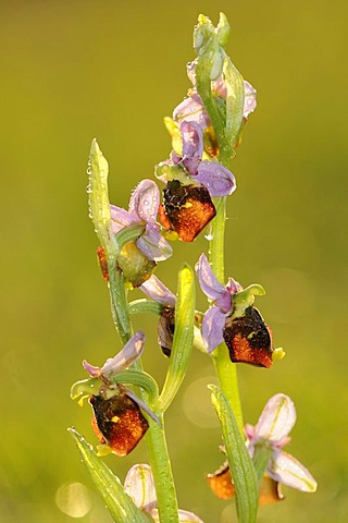 Late Spider-orchid (Ophrys holoserica), backlit inflorescence after rain