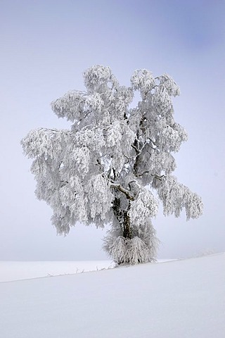 Silver Birch (Quercus robur) covered in thick hoar frost, Biosphaerengebiet Schwaebische Alb biosphere reserve, Swabian Alb, Baden-Wuerttemberg, Germany, Europe