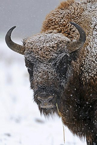 European bison (Bison bonasus), in a heavy snowstorm