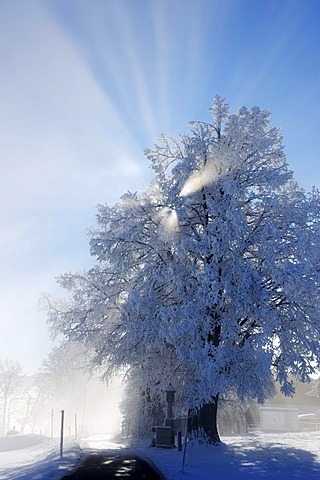 Trees, frost, Stadlberg near Miesbach, Upper Bavaria, Bavaria, Germany, Europe