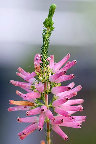 Heather (Erica) with flowers