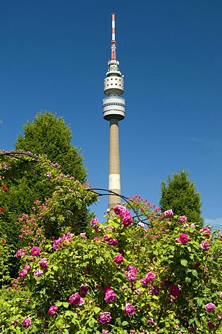 TV Tower, so-called Florian, roses in bloom, rose garden, Westfalenpark, Dortmund, Ruhrgebiet region, North Rhine-Westphalia, Germany, Europe