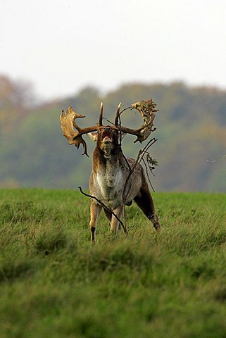 belling fallow deer during the rut - male fallow deer (Cervus dama) (Dama dama)