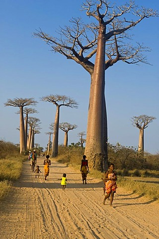 Alley of the Baobabs (Adansonia grandidieri), Morondava, Madagascar, Africa