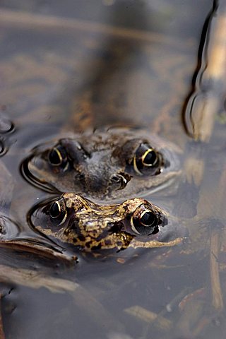 Common European Frogs (Rana temporaria)